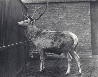 Ciervo de Wallich, también conocido como el Shou, ciervo rojo de Asia Central o Tíbet, en el zoológico de Londres, 1916 de Frederick William Bond